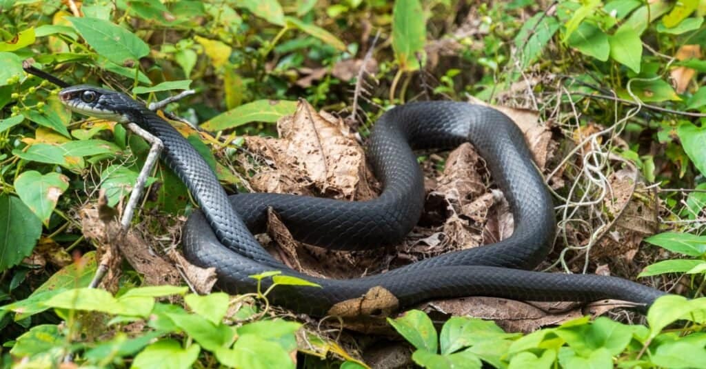 animali che cacciano i serpenti a sonagli