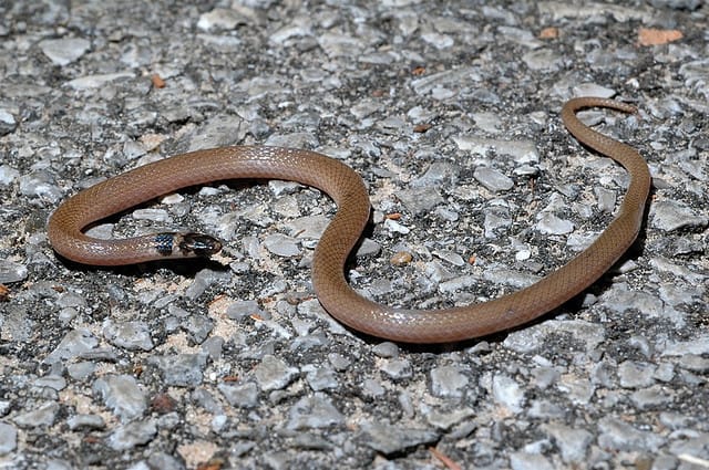 Serpente della corona del sud-est