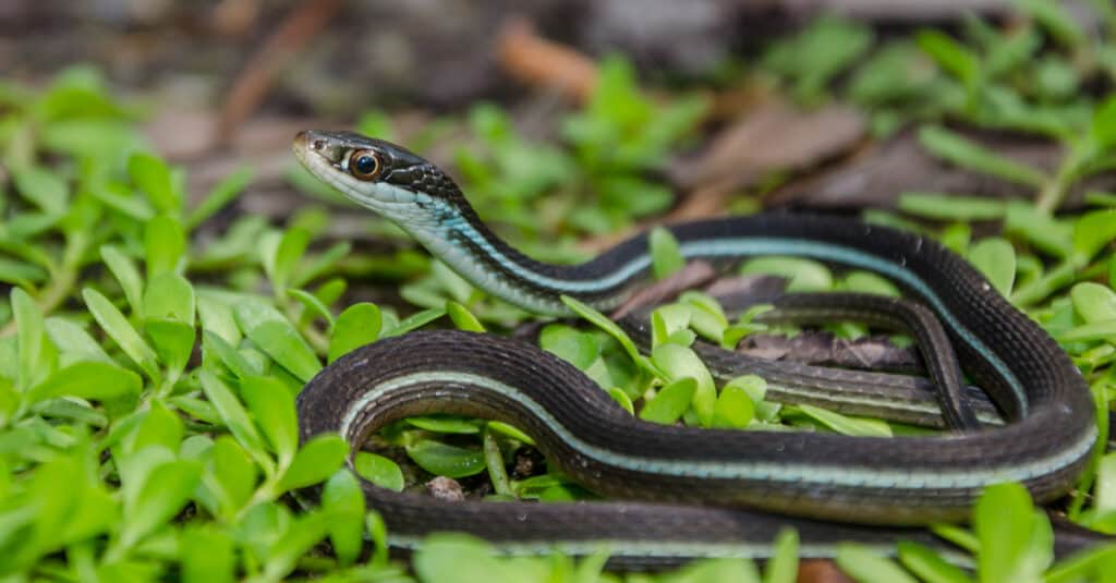 Serpente a nastro Bluestripe