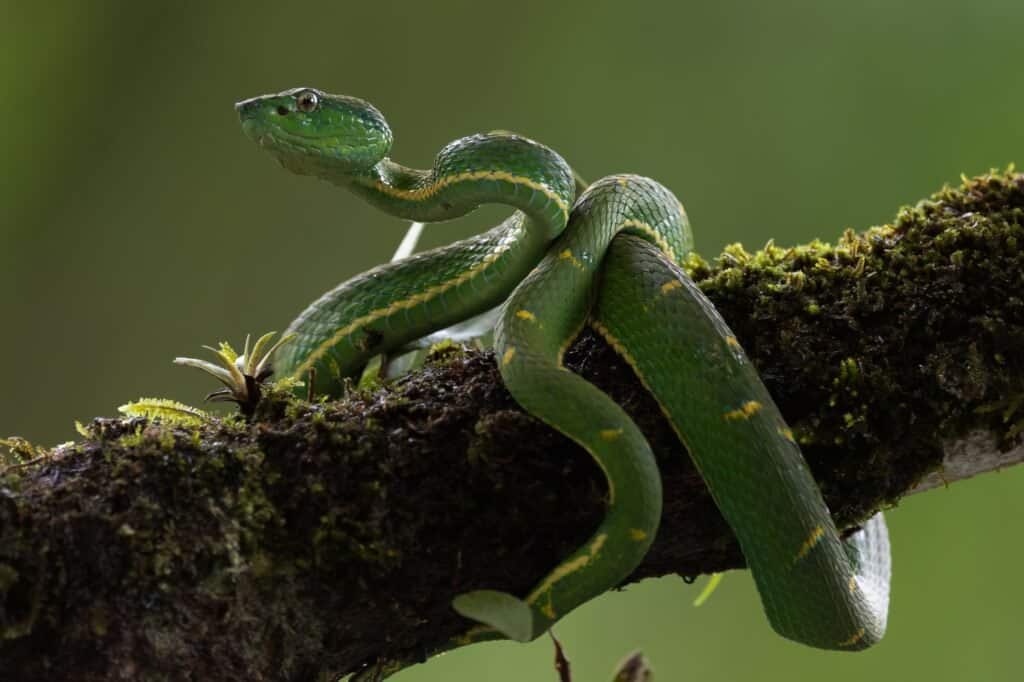 Vipera della fossa delle palme a strisce laterali