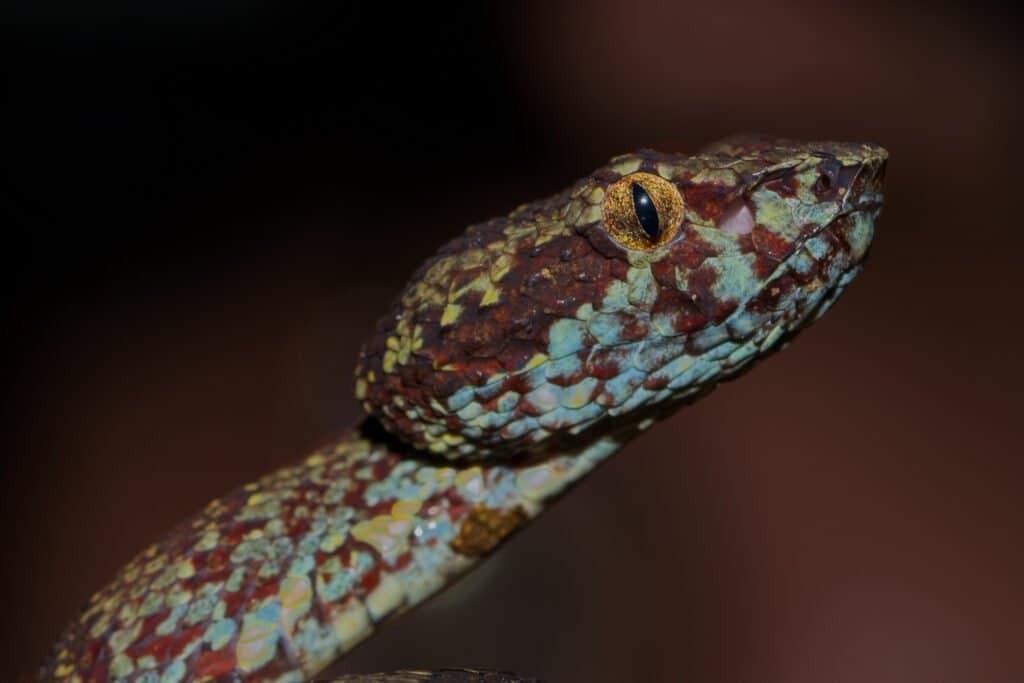 Vipera della fossa di Malabar