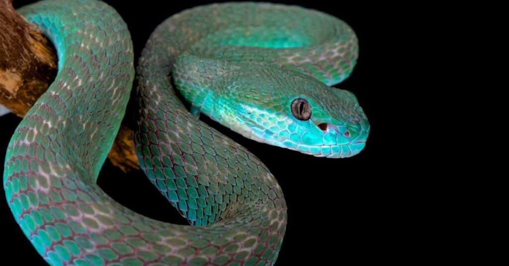 Animali che possono vedere la vipera del pozzo a infrarossi