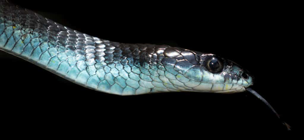 Serpente comune dell'albero di fase blu