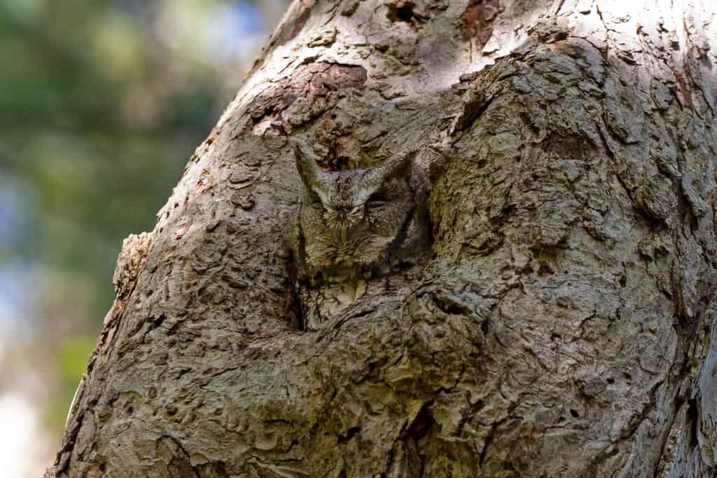 Orientale,Screech,Owl,Resto,In,A,Safe,Spot,In,A