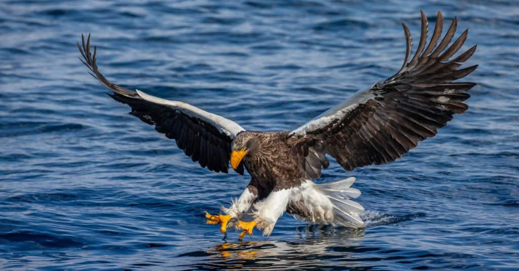 I più grandi uccelli rapaci: l'aquila di mare di Steller