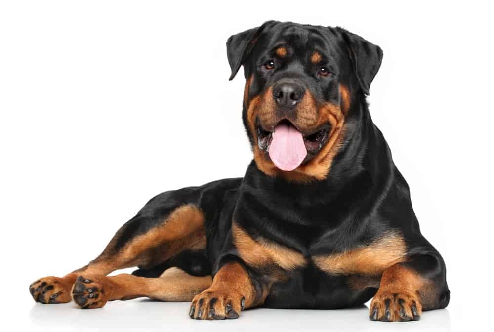 Rottweiler (Canis familiaris) - adagiato su sfondo bianco