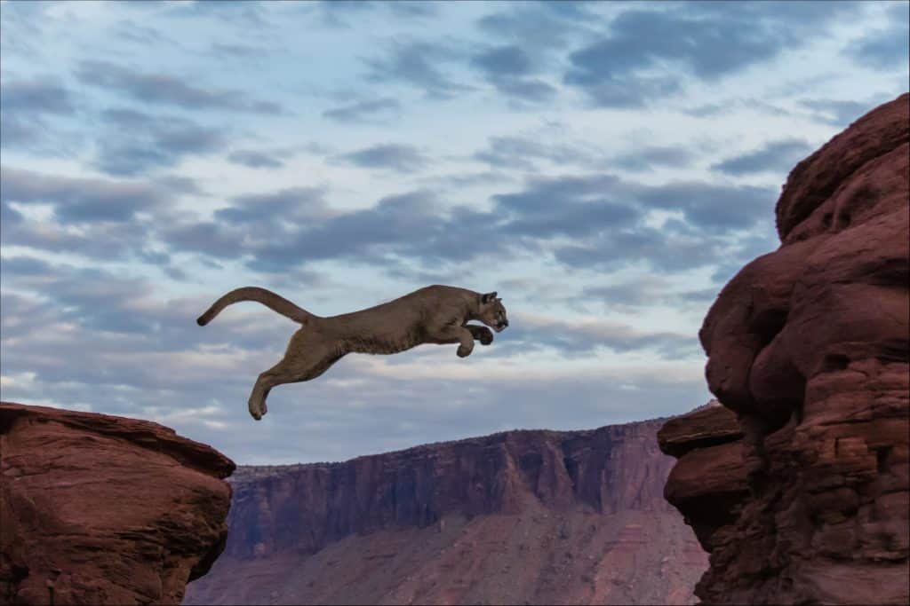 puma contro leone di montagna