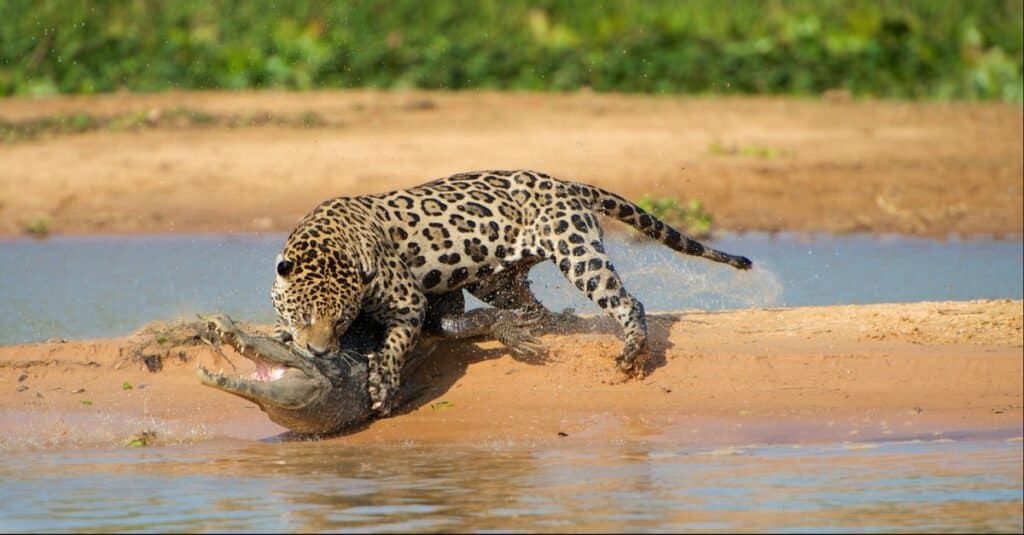 Tipi di gatti Jaguar - Jaguar