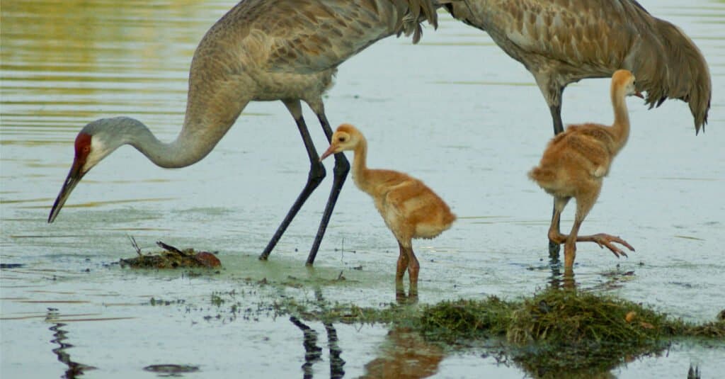 Cosa mangiano le gru Sandhill - Foto di famiglia
