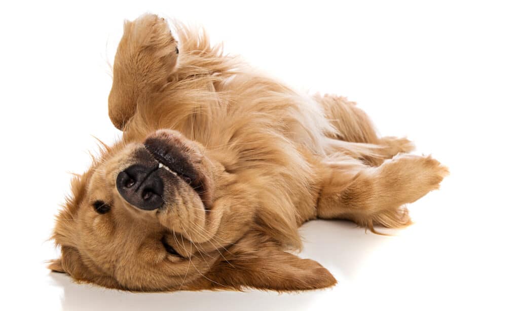 Golden retriever sdraiato sulla schiena