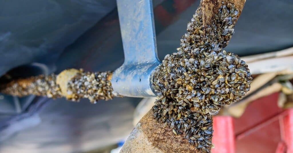 Questa è un'elica in bronzo a due pale su un albero in acciaio inossidabile su una barca a vela di 36 piedi, ricoperta di cozze zebrate.