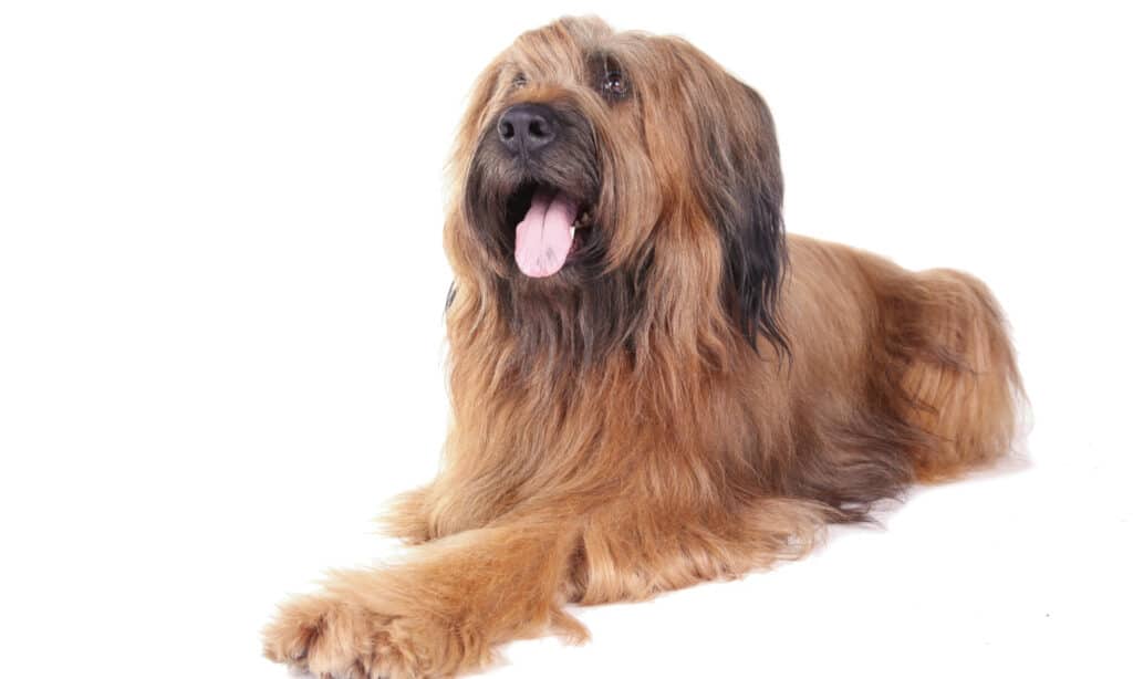 Briard sdraiato su uno sfondo bianco