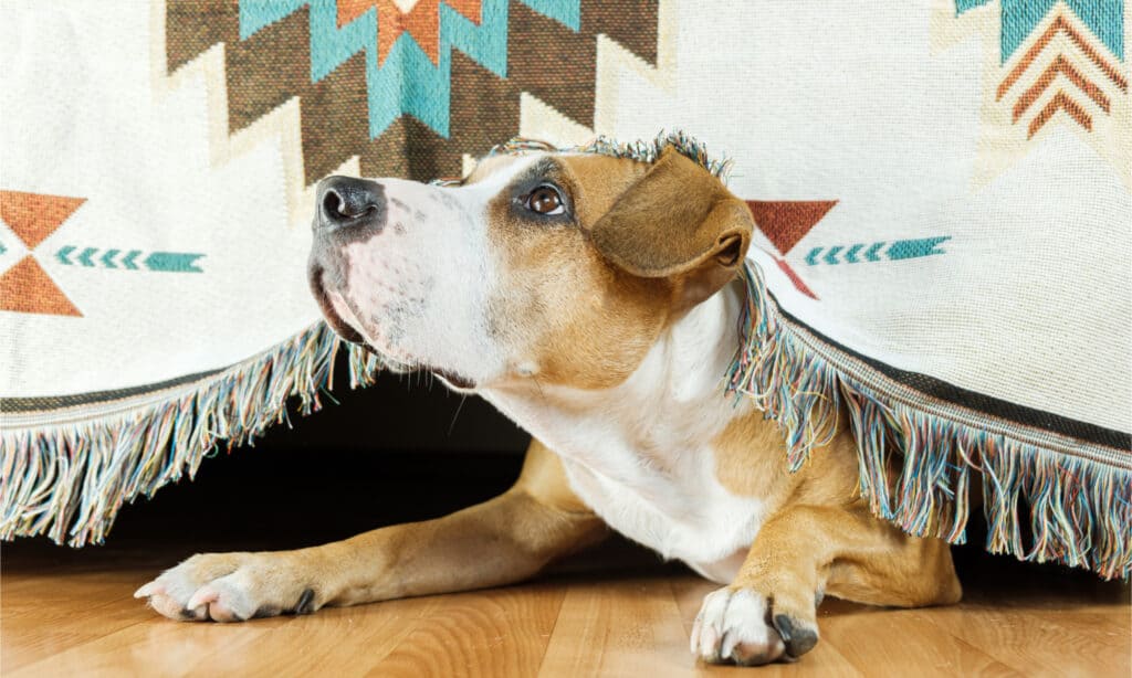 Cane spaventoso sotto il letto