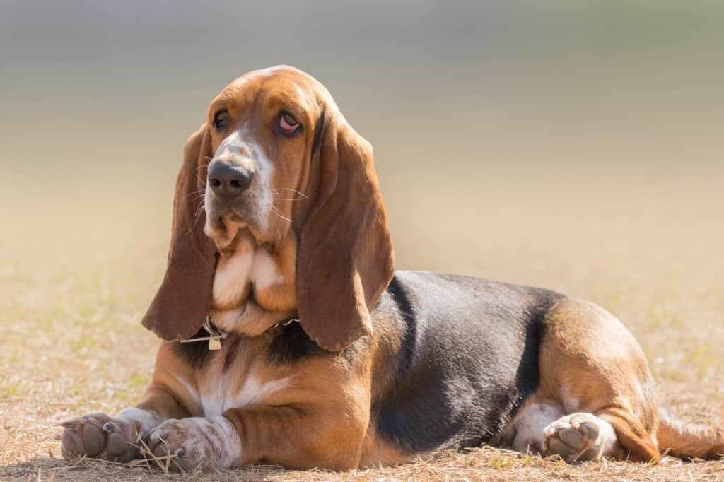 Un Basset Hound sdraiato sull'erba.