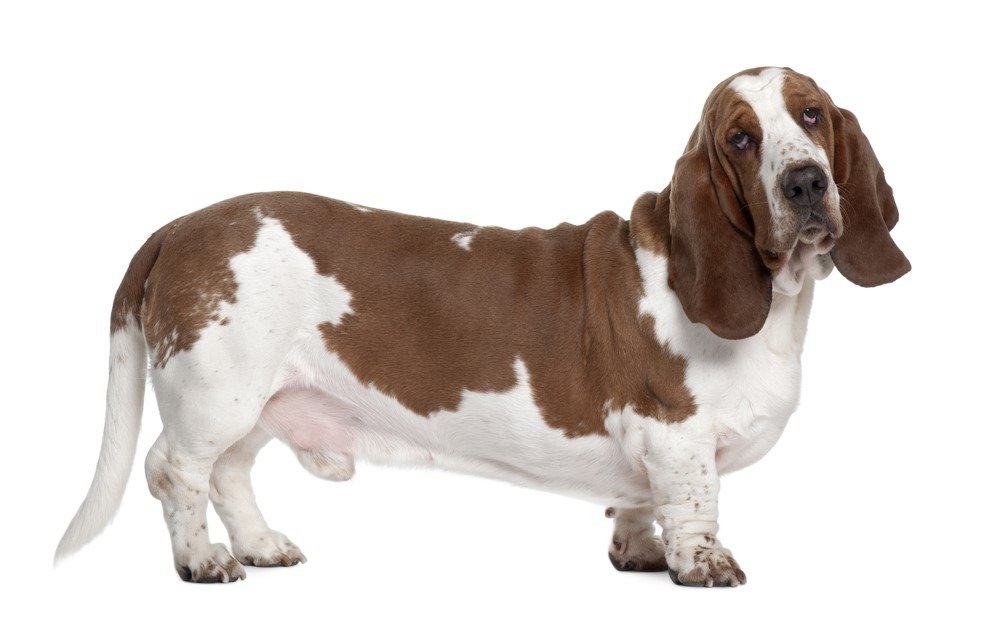 Basset Hound americano vs europeo
