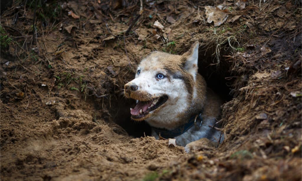Husky che fa capolino da un buco nel terreno