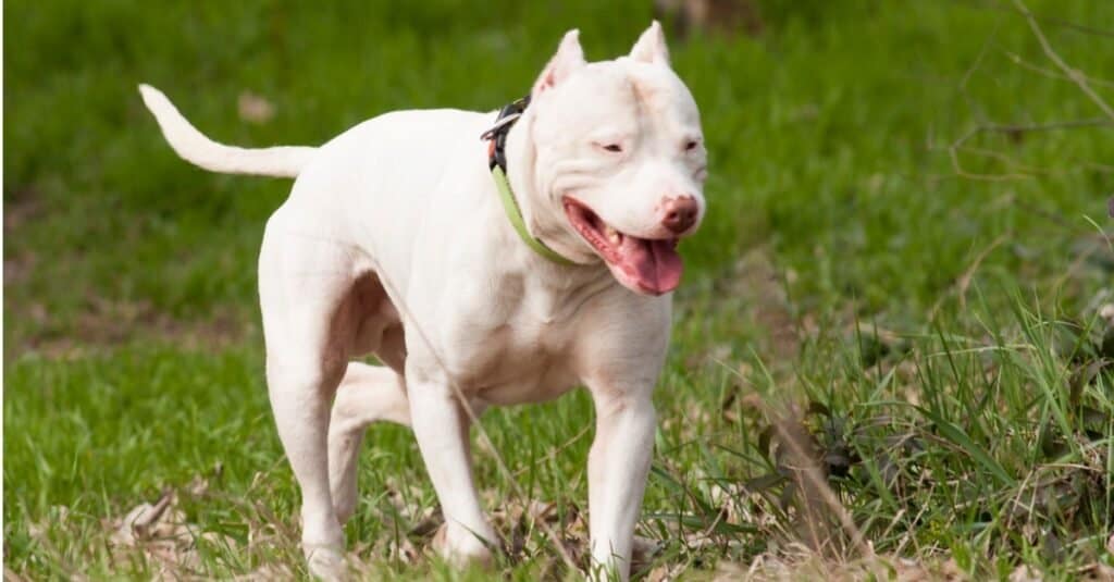 Dogo Argentino contro Bulldog americano