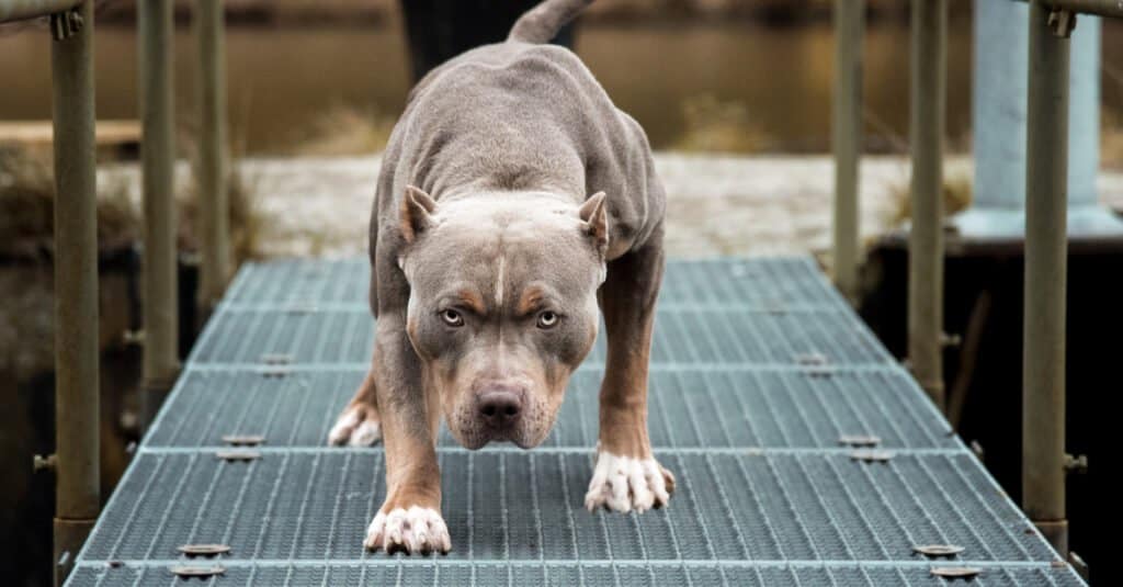 pitbull accovacciato sul sentiero