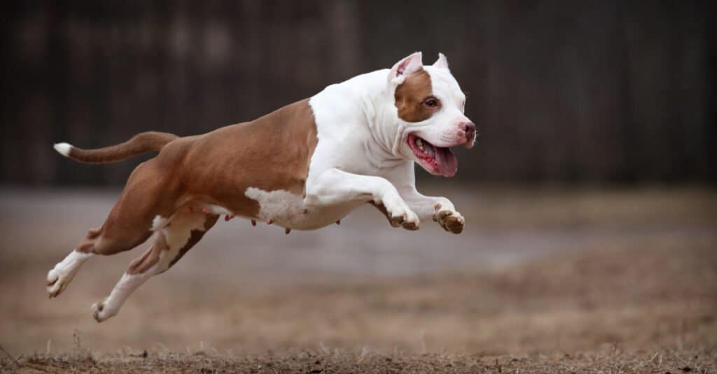 Bull terrier contro pitbull