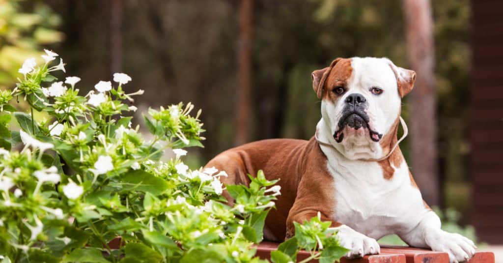 Dogo Argentino contro Bulldog americano