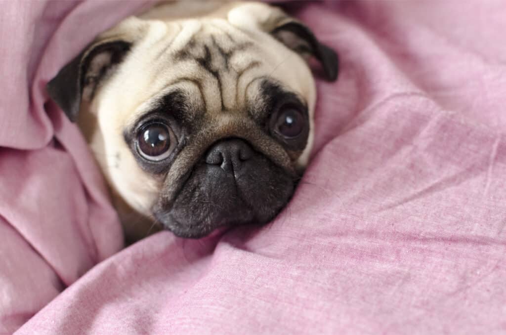 Un carlino avvolto in un piumino rosa