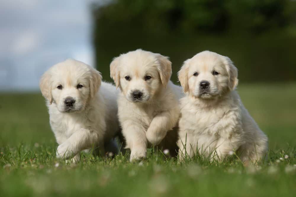 Golden Retriever (Canis familiaris) - cuccioli di golden retriever