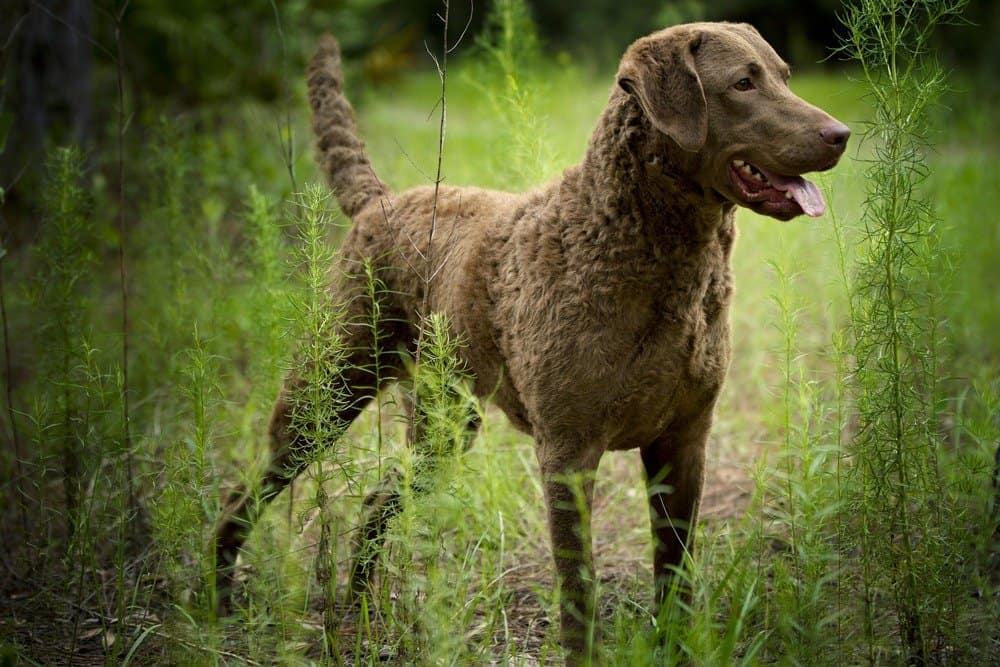 Chesapeake Bay Retriever contro Labrador Retriever