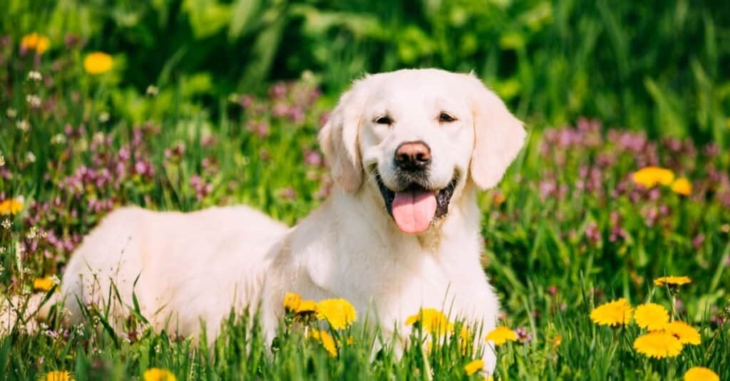 Labrador retriever