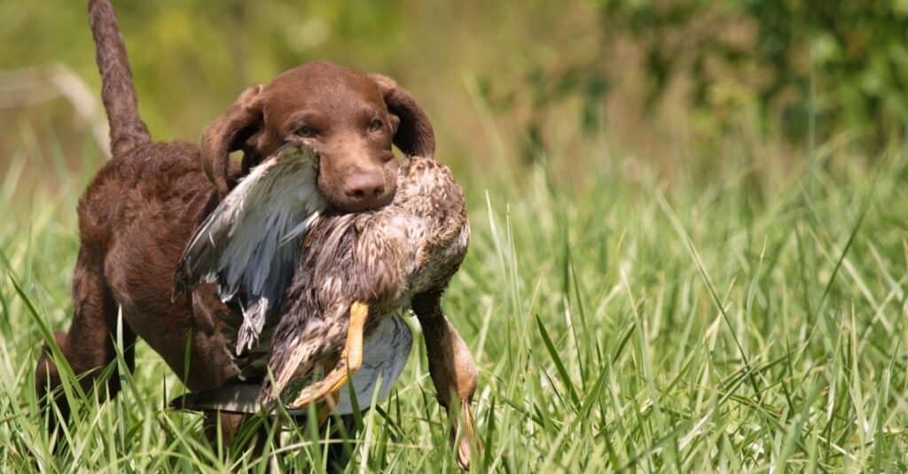 Chesapeake Bay Retriever contro Labrador Retriever