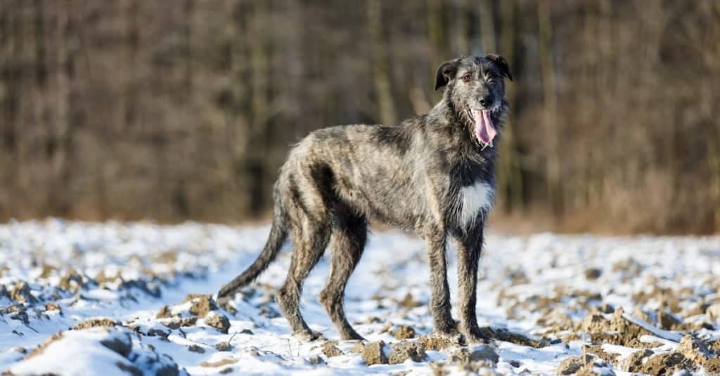 Razze di cani più grandi_ Irish Wolfhound