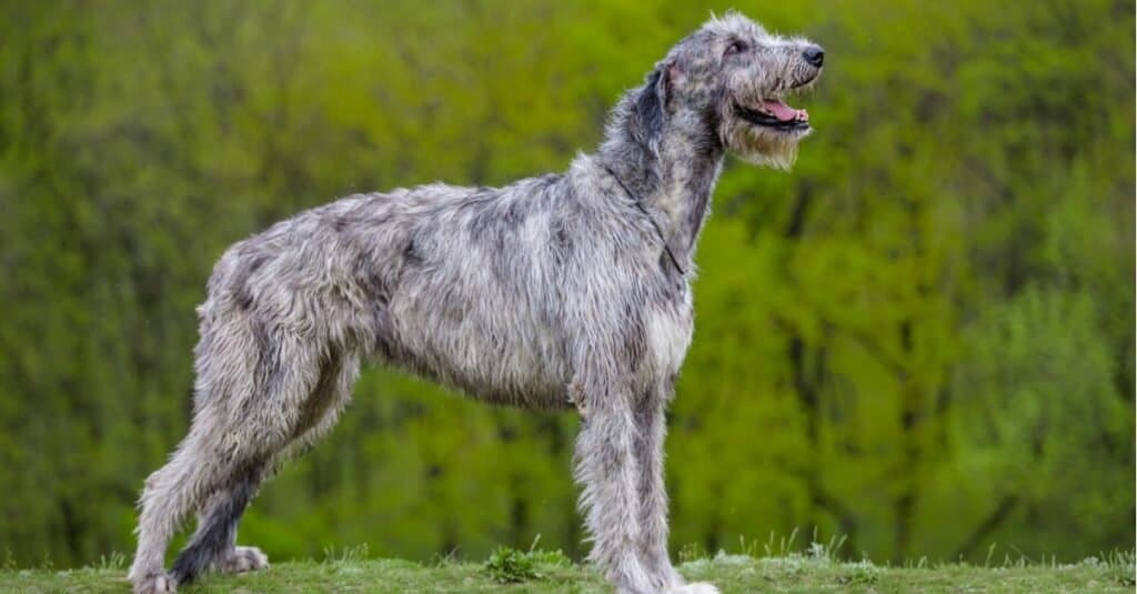 Razze di cani grigi