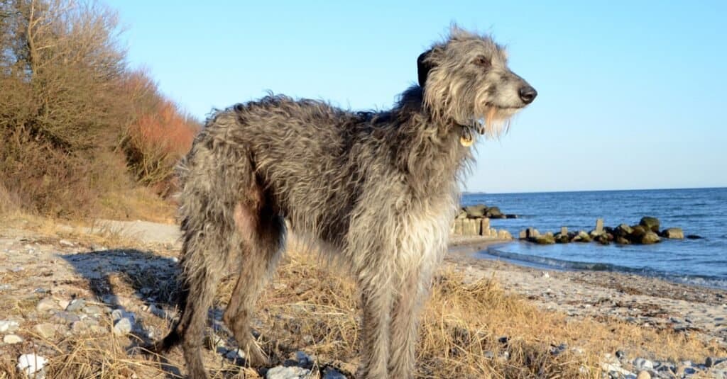 Cani più alti: Deerhound scozzese