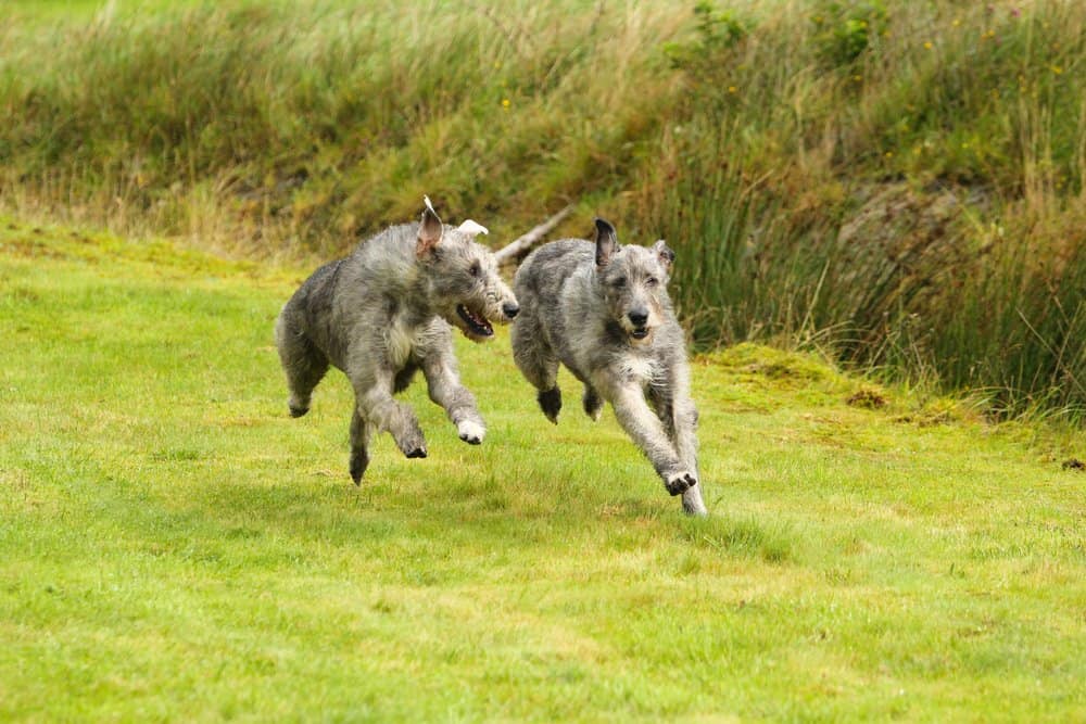 Deerhound scozzese contro Wolfhound irlandese