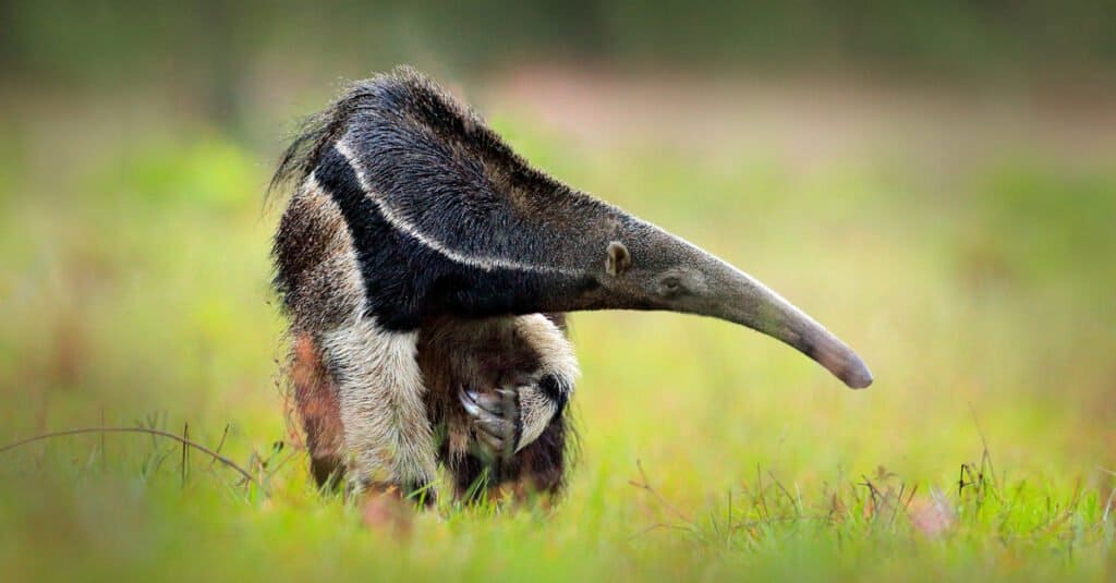 Animali che mangiano insetti – Formichiere