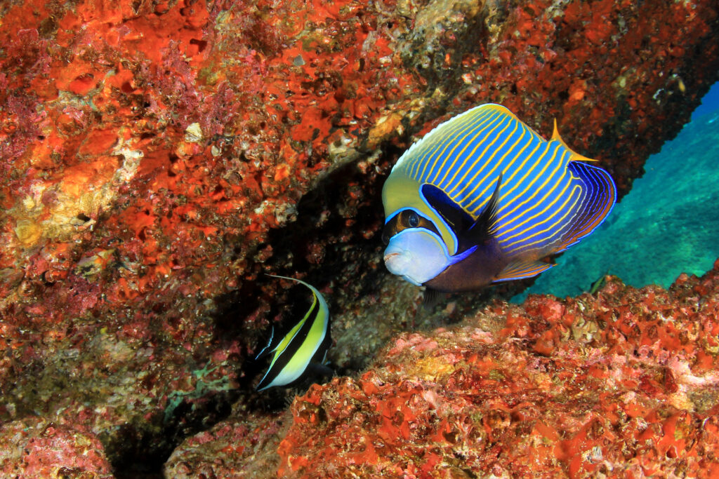 Pesce angelo imperatore nella barriera corallina
