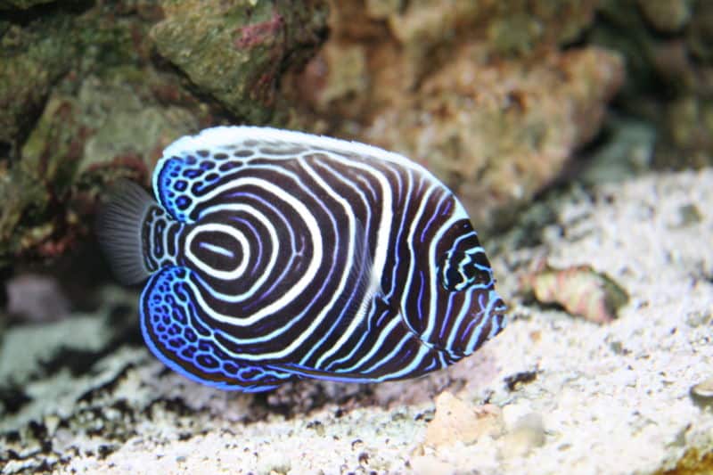 Pesce angelo imperatore giovanile ( Pomacanthus imperator )