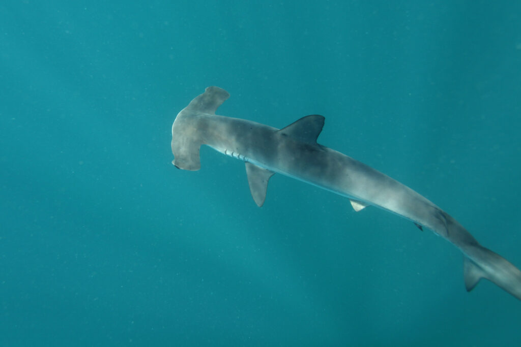 Squalo martello liscio (Sphyrna zygaena) in Sud Africa, Oceano Atlantico