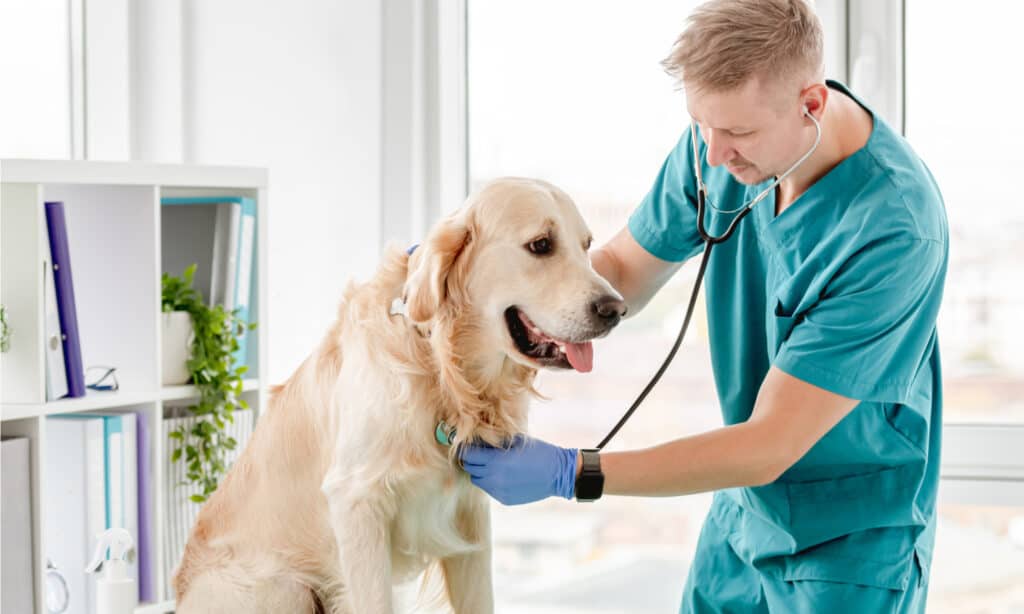 Un veterinario controlla il battito cardiaco di un golden retriever