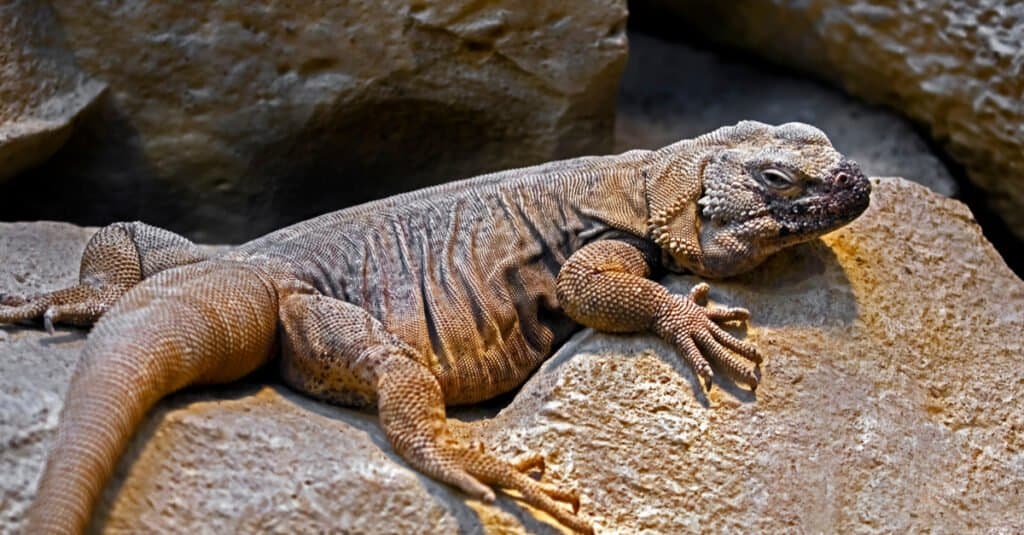 chuckwalla-lucertola-sdraiata-su-una-roccia