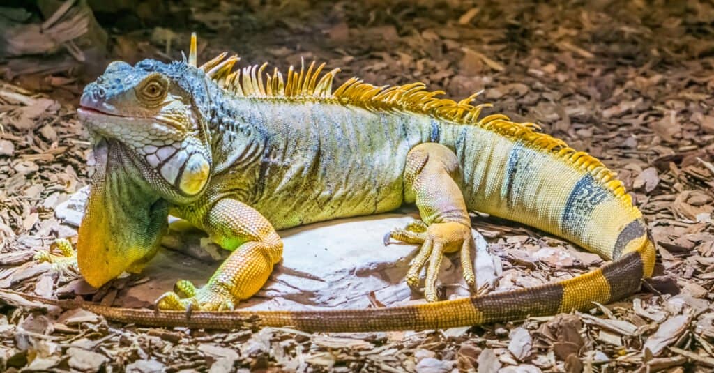 Iguana dal dorso giallo