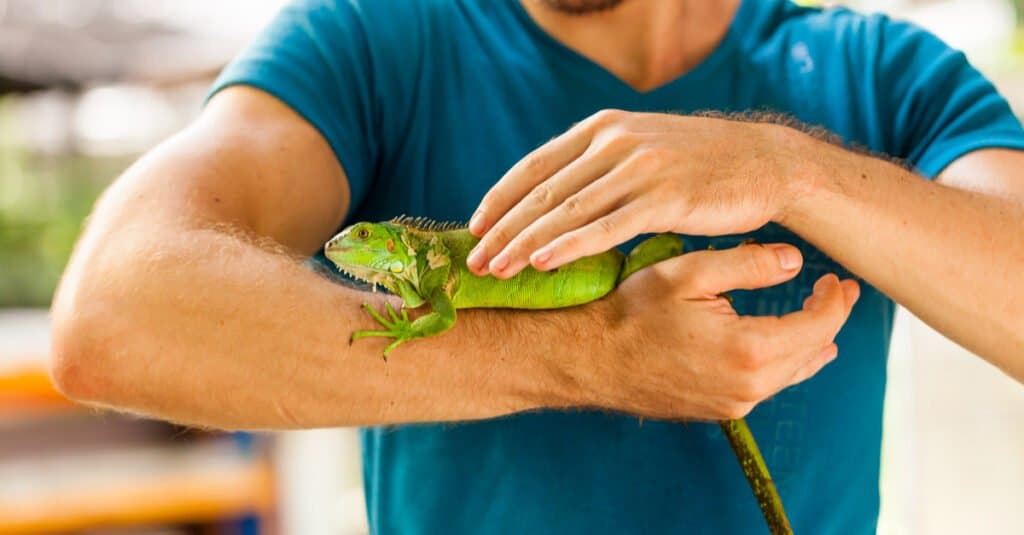 Iguana da compagnia