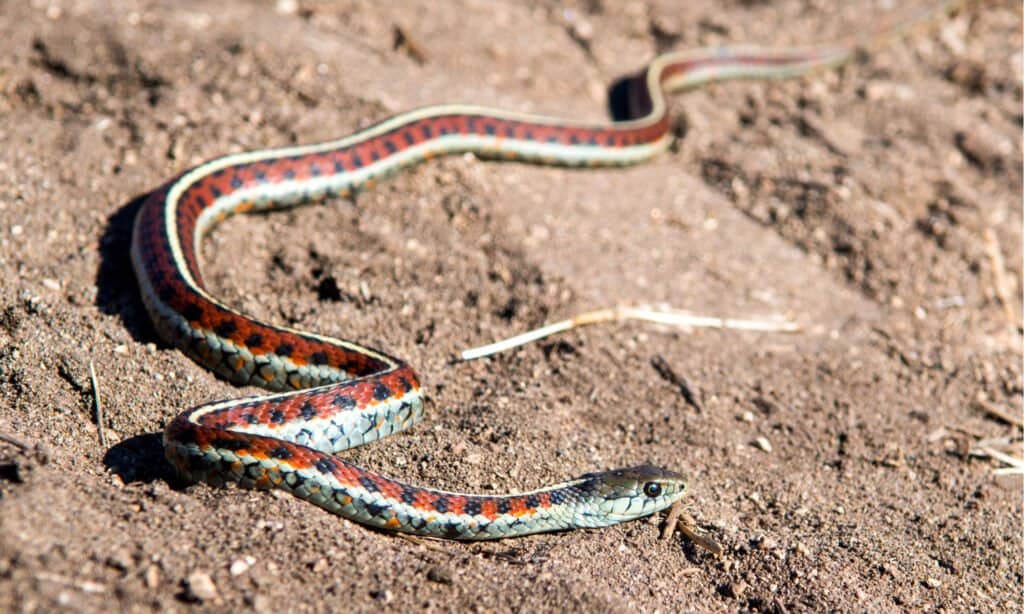 Morph del serpente giarrettiera: scopri gli 11 tipi di razze di serpente giarrettiera