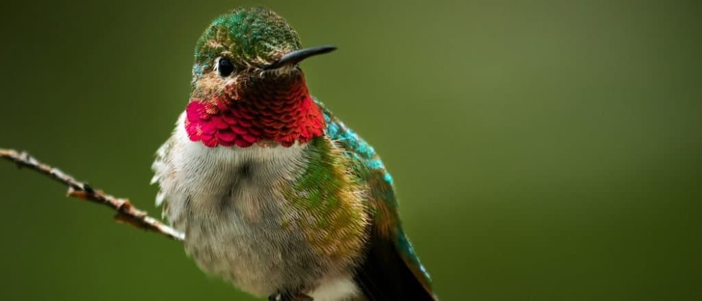Colibrì Ruby-Throated seduto su un ramo.