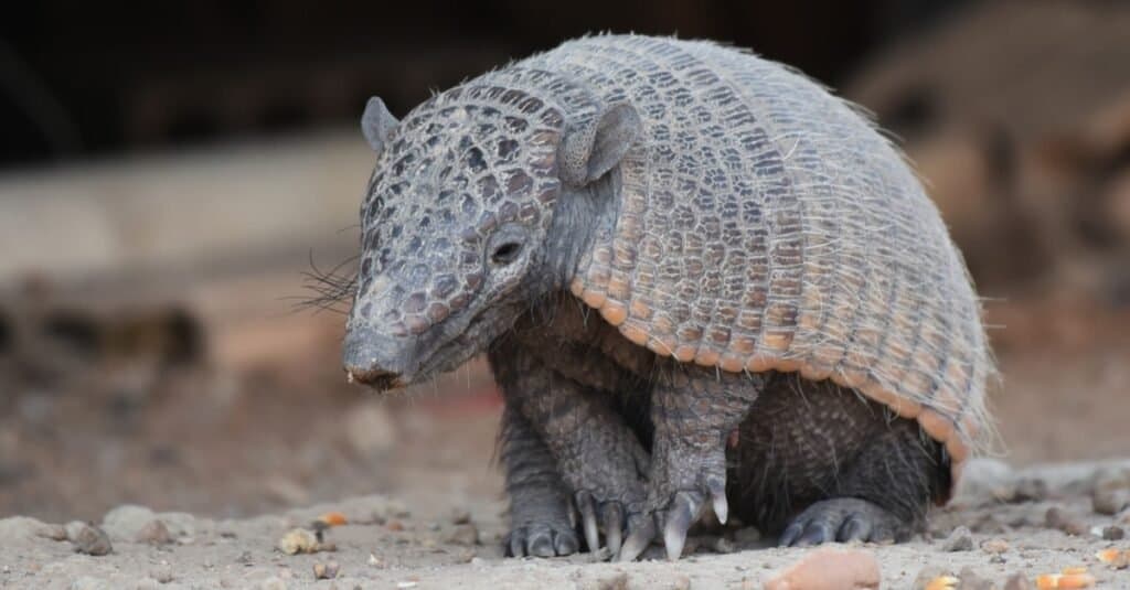 Animali con la pelle più dura-Armadillo
