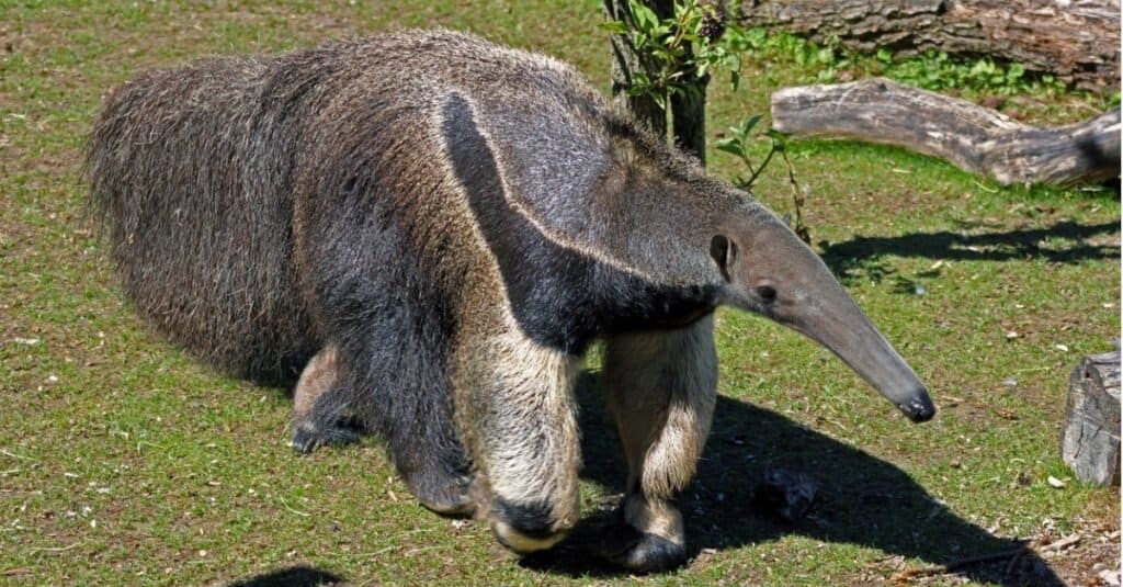 Animali più deboli