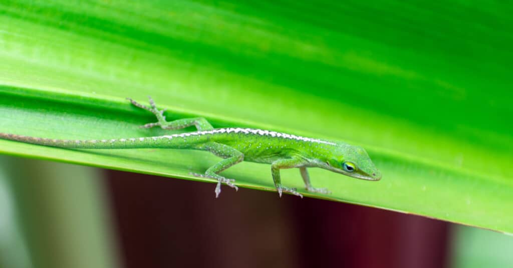 Foto ravvicinata di una piccola lucertola anole verde che si aggrappa a una foglia, sull'isola di Kauai, Hawaii, USA.
