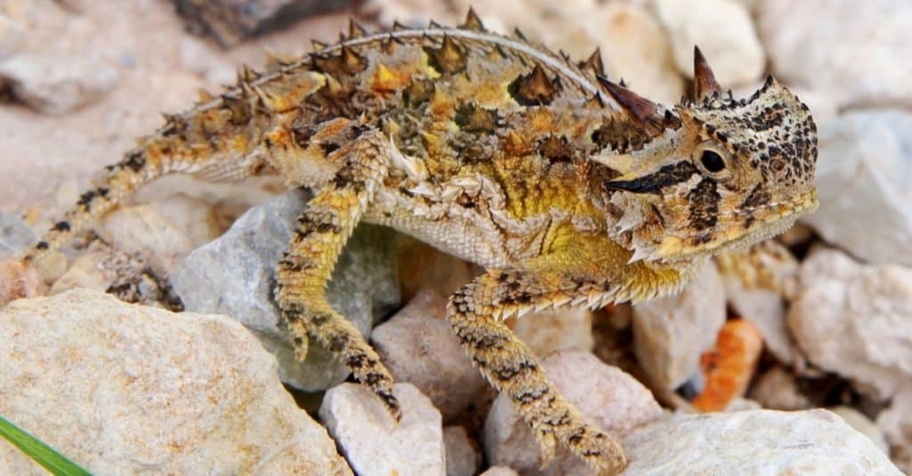 Fatti sugli animali: lucertole cornute