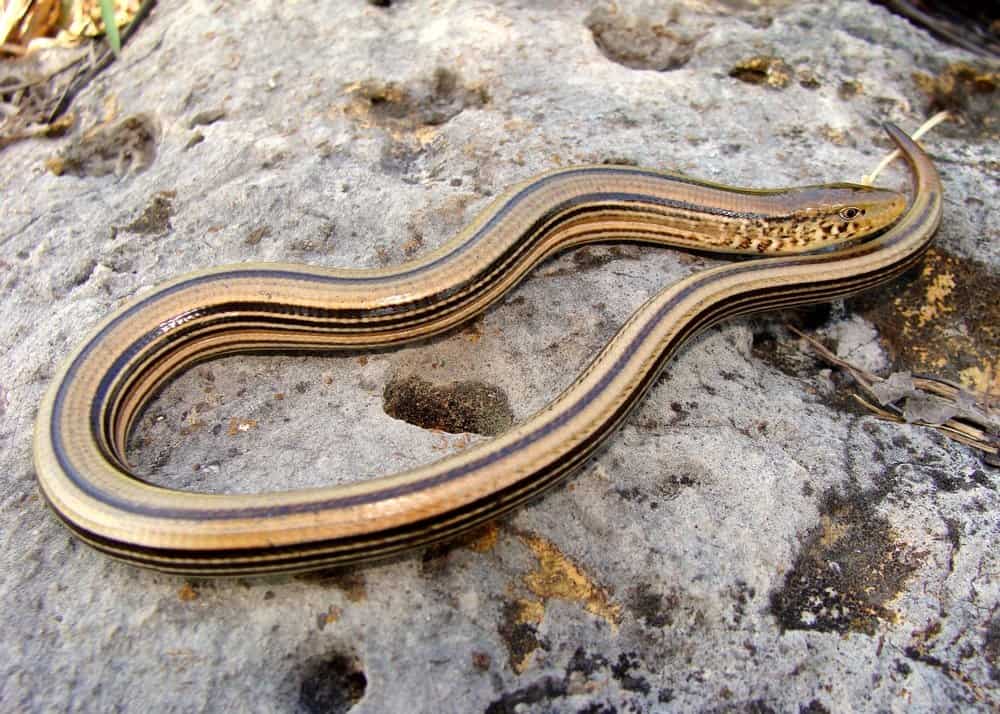 Lucertola di vetro (Ophisaurus) - lucertola di vetro sulla roccia