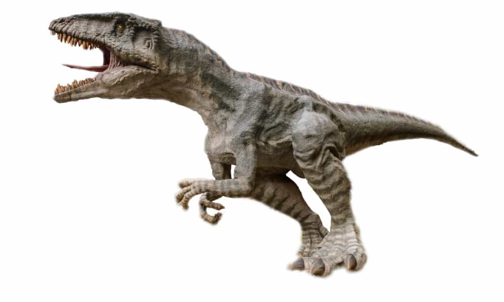 Velociraptor vs Giganotosauro