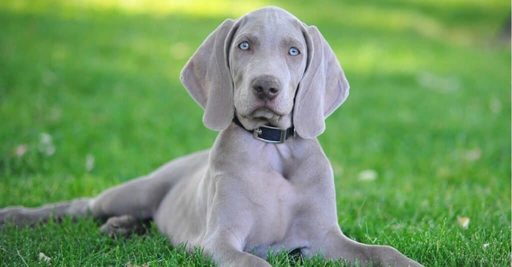 Razze di cani grigi